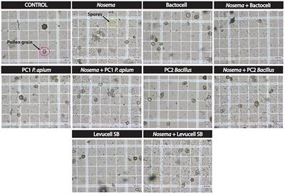 Deleterious Interaction Between Honeybees (Apis mellifera) and its Microsporidian Intracellular Parasite Nosema ceranae Was Mitigated by Administrating Either Endogenous or Allochthonous Gut Microbiota Strains